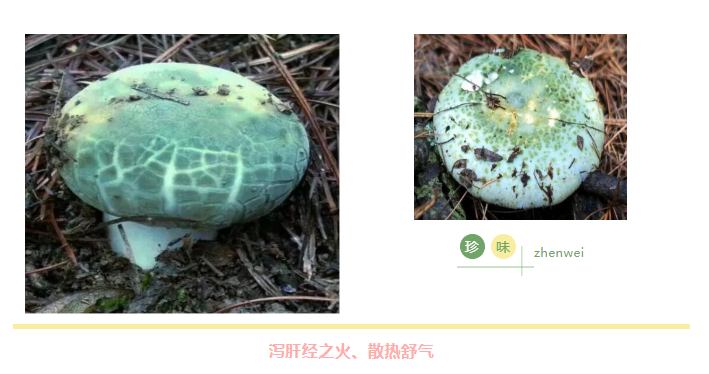 菌類揭秘：青頭菌護(hù)肝，羊脂菌潤(rùn)肺，硒含量驚人，超越人參、豬肉
